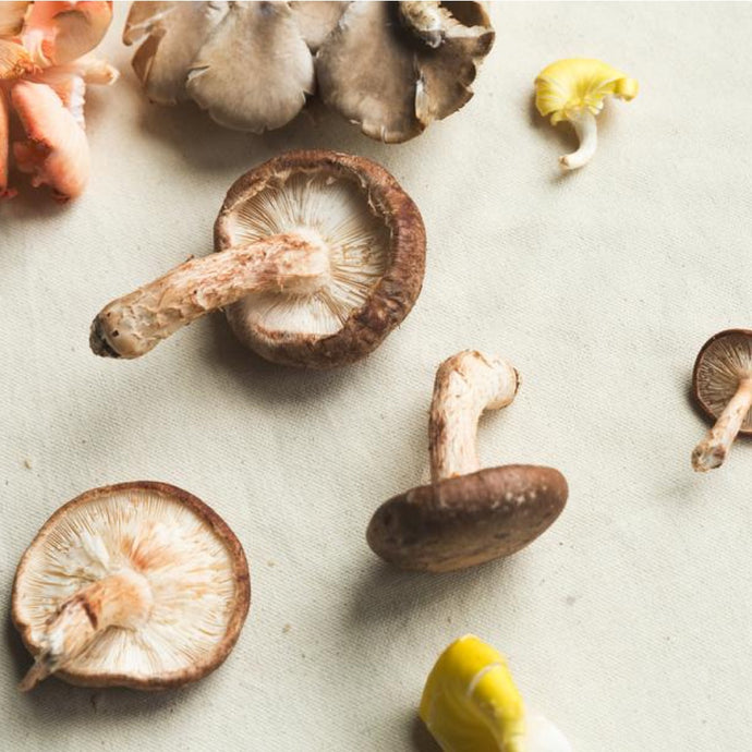 Shiitake shining a light on the worlds healthiest food