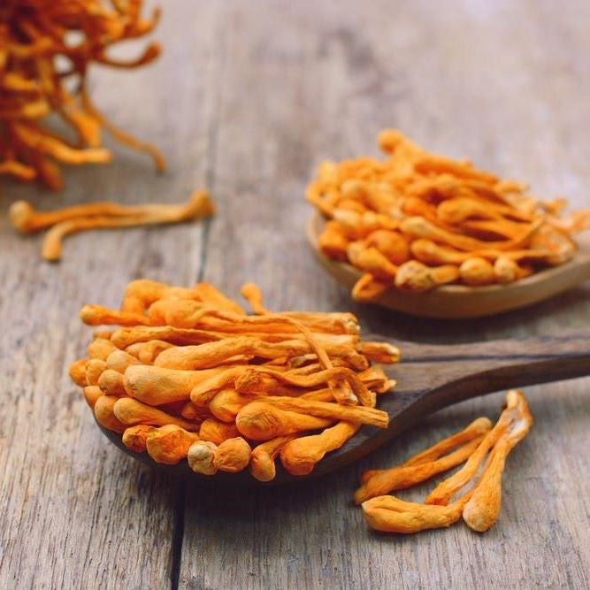 Health Benefits of Cordyceps