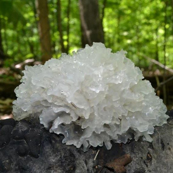 Tremella Mushrooms - The Ultimate Beauty