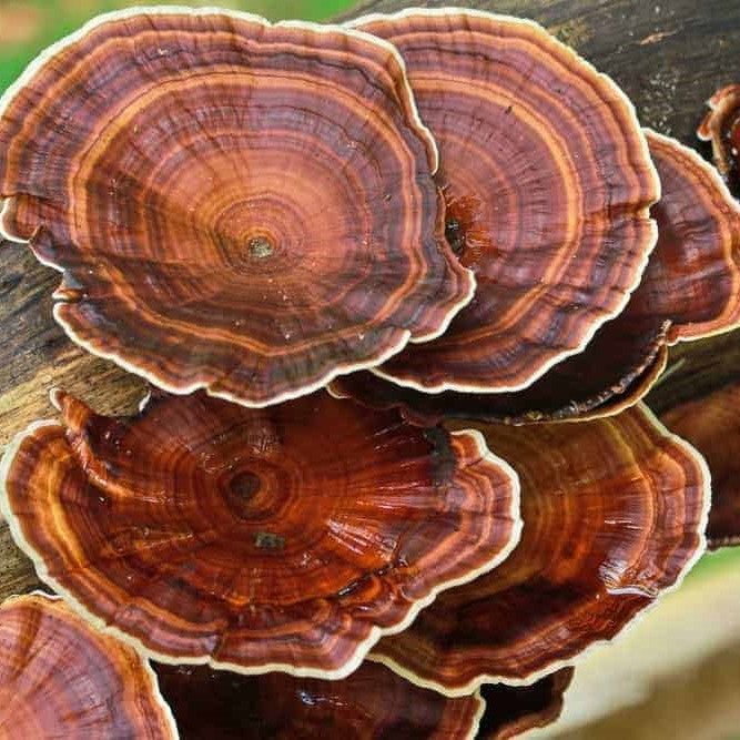Reishi Mushrooms for Stress and Anxiety