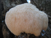 Load image into Gallery viewer, Mushroom Mix
