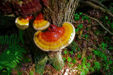 Load image into Gallery viewer, Chai Latte with Reishi
