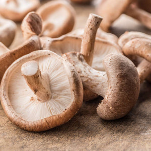 Shiitake Powder: 500g