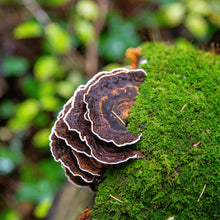 Load image into Gallery viewer, Turkeytail (Bulk) MOQ =5
