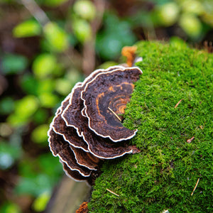 Turkeytail (Bulk) MOQ =5