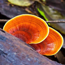 Load image into Gallery viewer, Reishi
